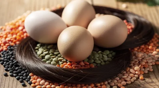 Composition artistique montrant des œufs frais et des lentilles colorées entrelacés avec des mèches de cheveux soyeux